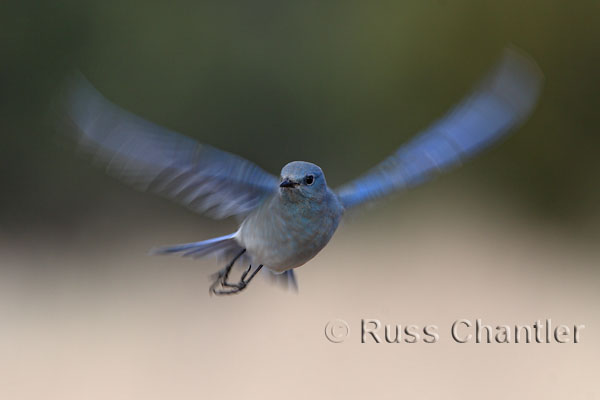 Mountain Bluebird © Russ Chantler
